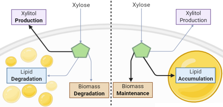 Schematic of growth characterization phenotypes for CBS7504 and YB420 when xylose was the sole remaining carbon source. 