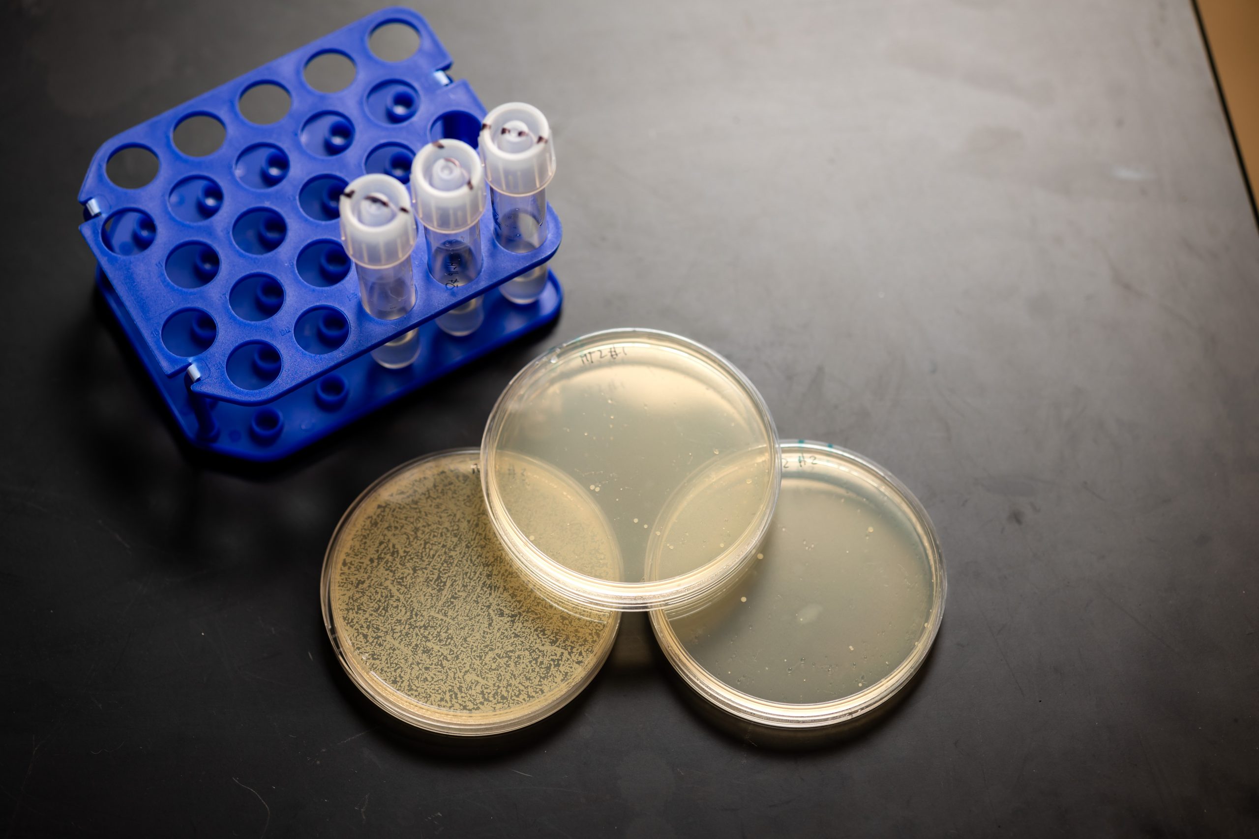 samples in a petri dish in a lab