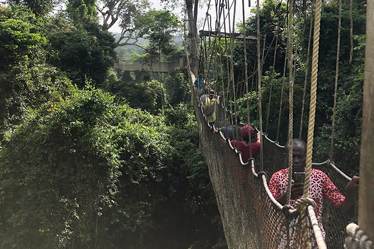 Bridge on the canopy walk.